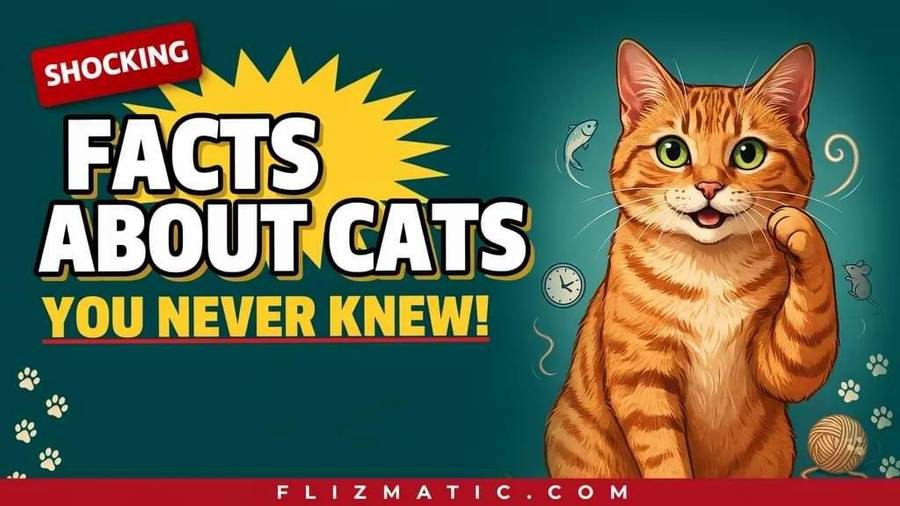Facts About Cats